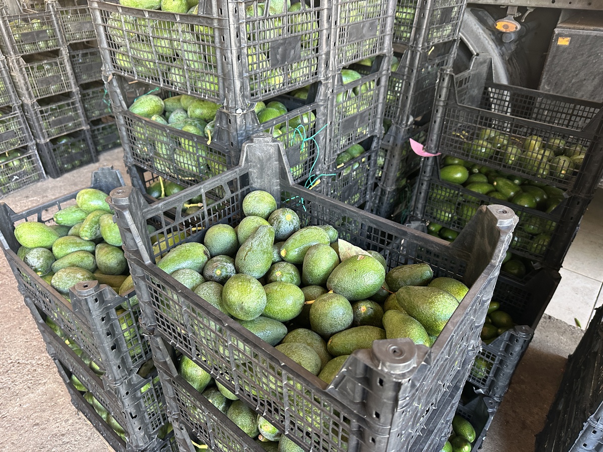 Alanya\'da Avokado Fiyatları Artıyor, Hırsızlık Endişesi Tırmanıyor