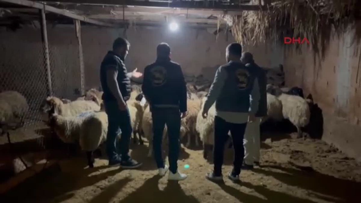 Batman\'da 54 Hayvan Çalıntısı Çözüldü