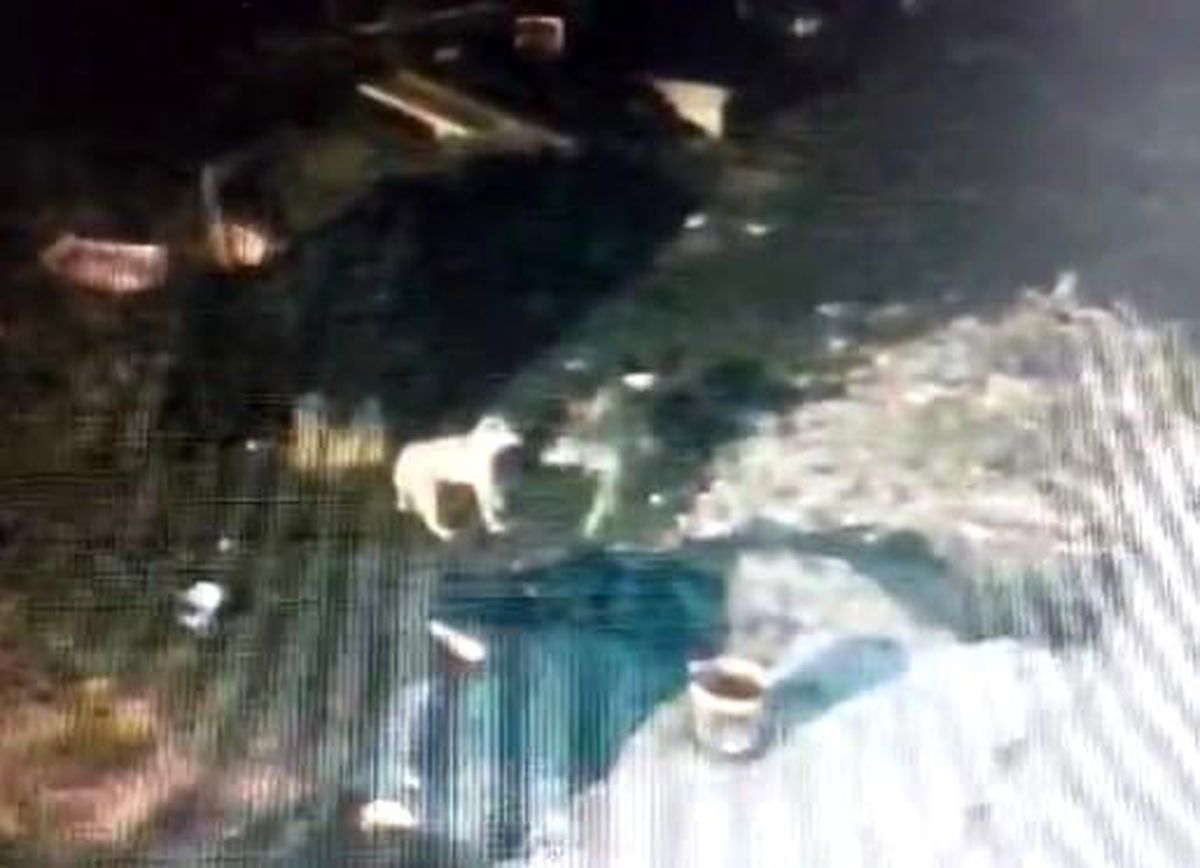 Köpek değil, kurt saldırısı!