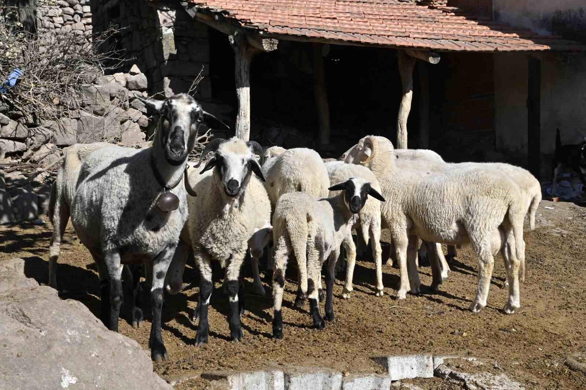 Manisa\'da Mavi Dil Hastalığı ile Mücadele Devam Ediyor