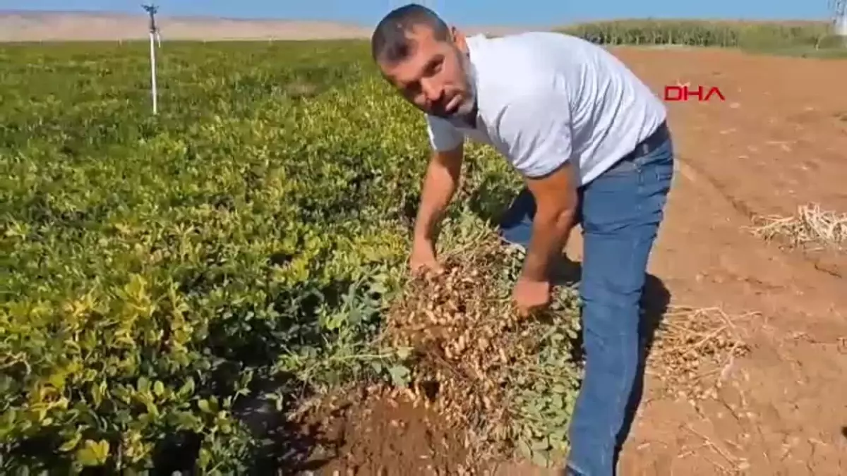 Nusaybin\'de Yer Fıstığı Denemesi