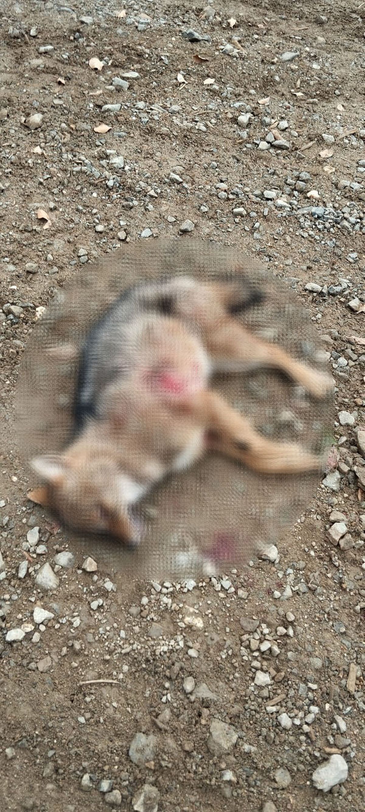 İnegöl Ormanında 3 Ölü Kurt Bulundu