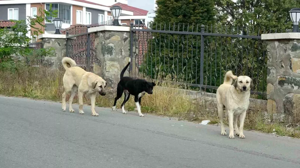 Sokak Köpeği Saldırısında Yaralanma