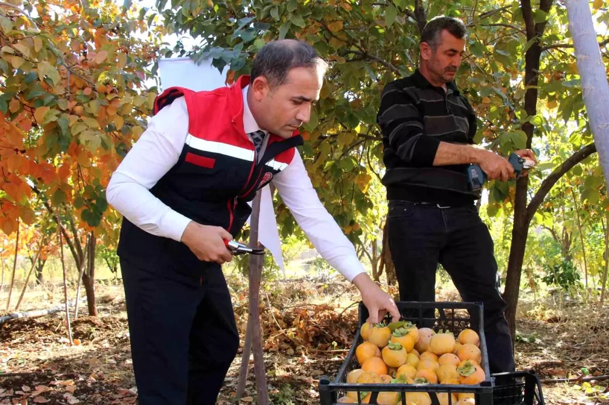 Şırnak'ta Cennet Hurması İle Geçim - Son Dakika