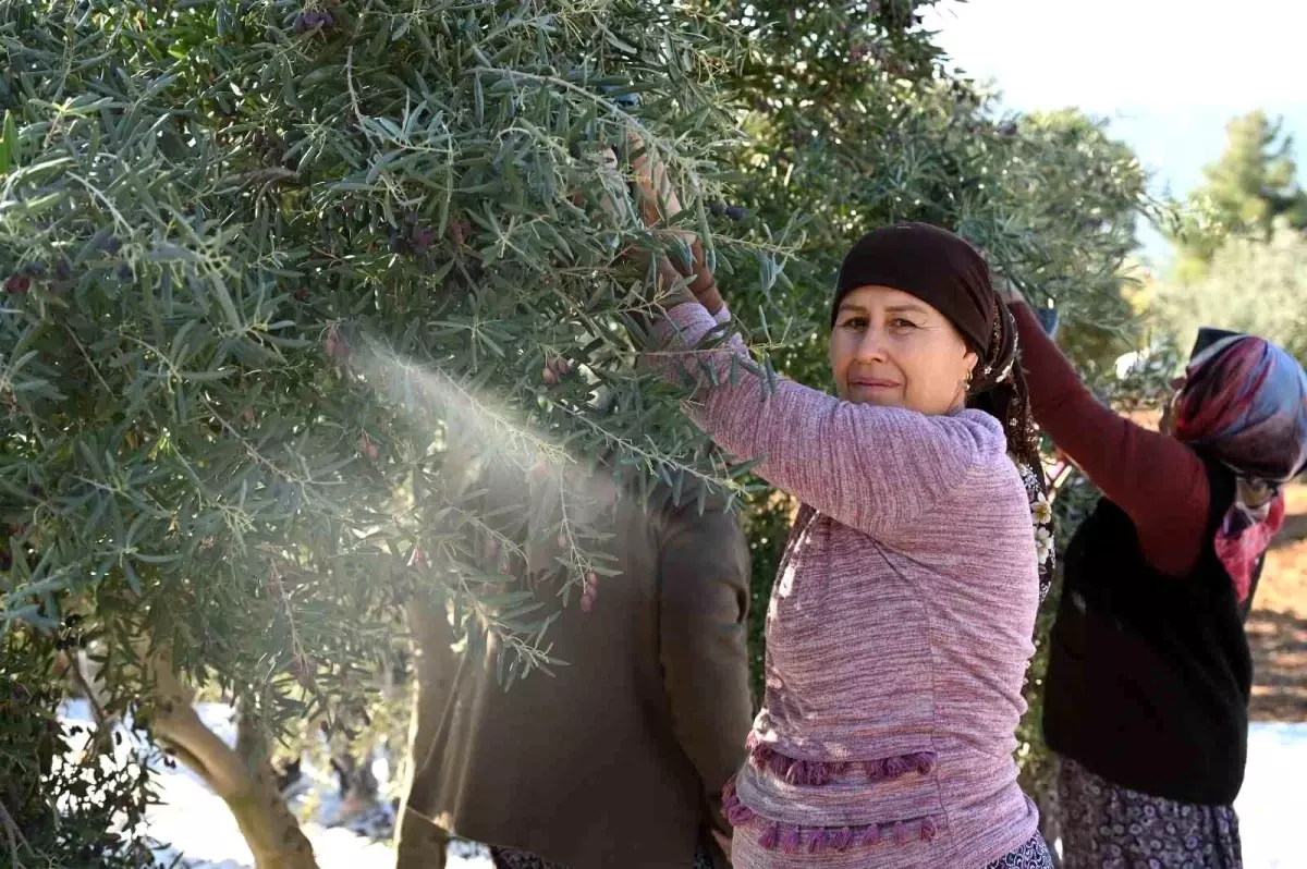 Denizli\'de Zeytin Hasat Festivali Coşkuyla Kutlandı