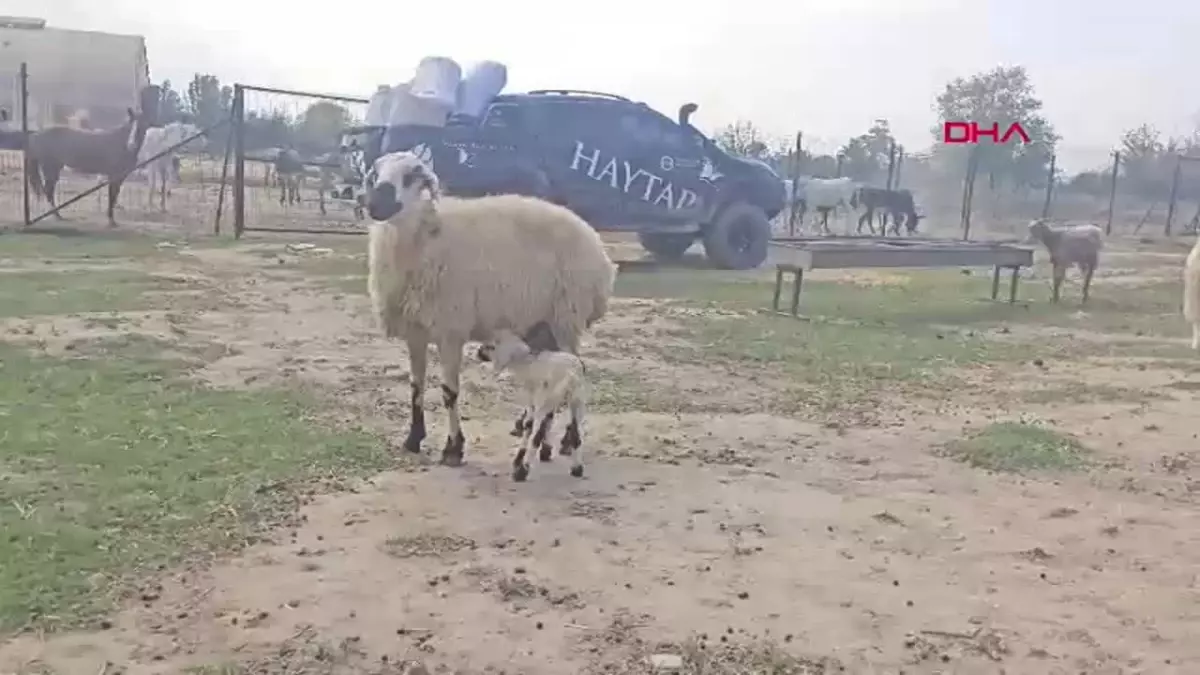 Yangın Sonrası Koyunun Mucize Doğumu