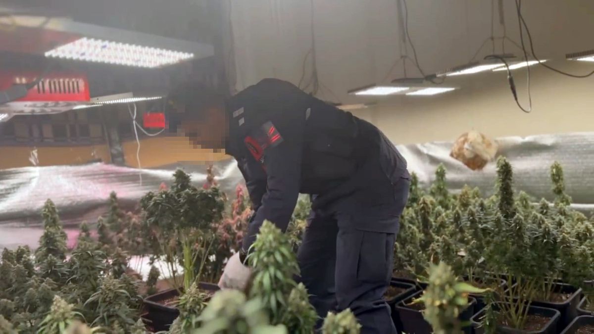 Tekirdağ\'da Skunk Yetiştiren Şahıs Gözaltına Alındı