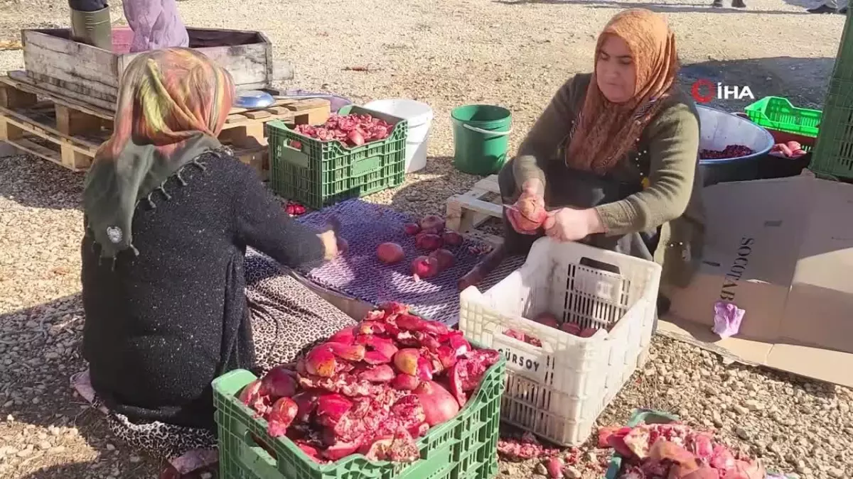 Adıyamanlı Üreticiler Nar Ekşisi ve Nar Suyuyla Kazançlarını Artırıyor