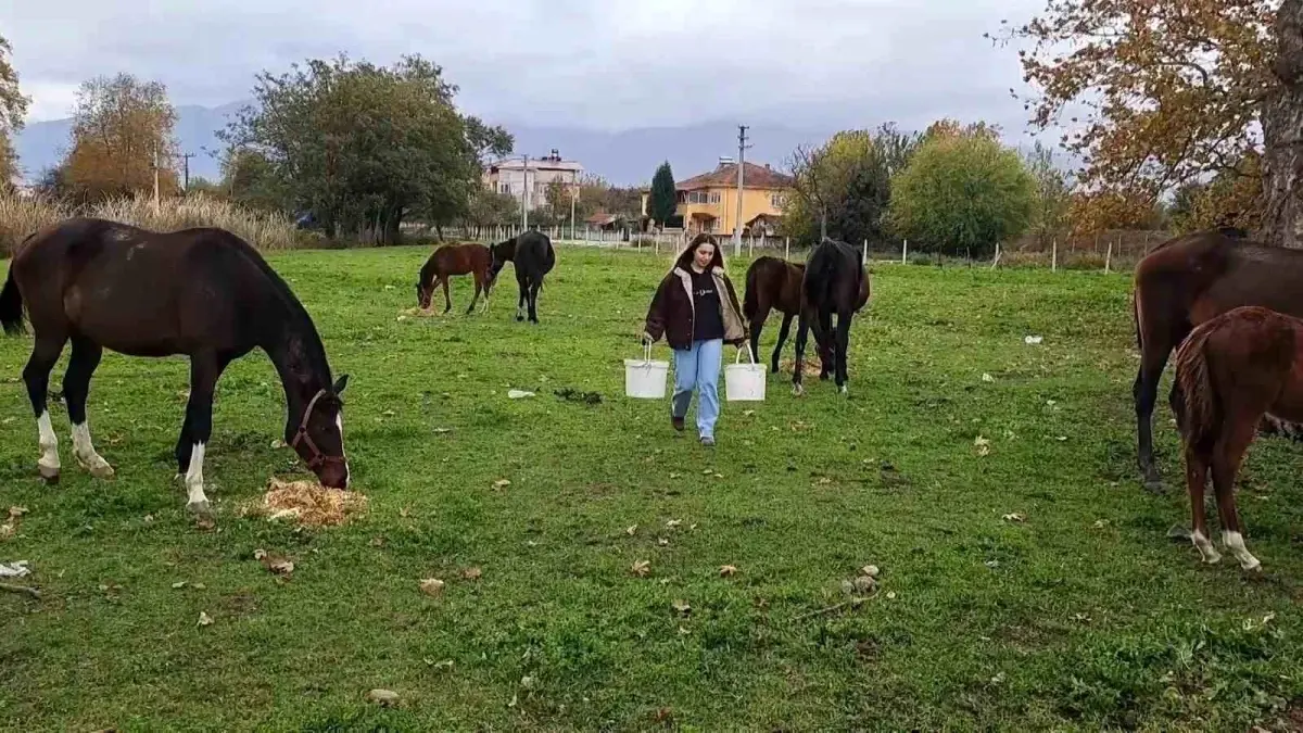 Akyazı\'da At Yetiştiriciliği Başarı Hikayesi