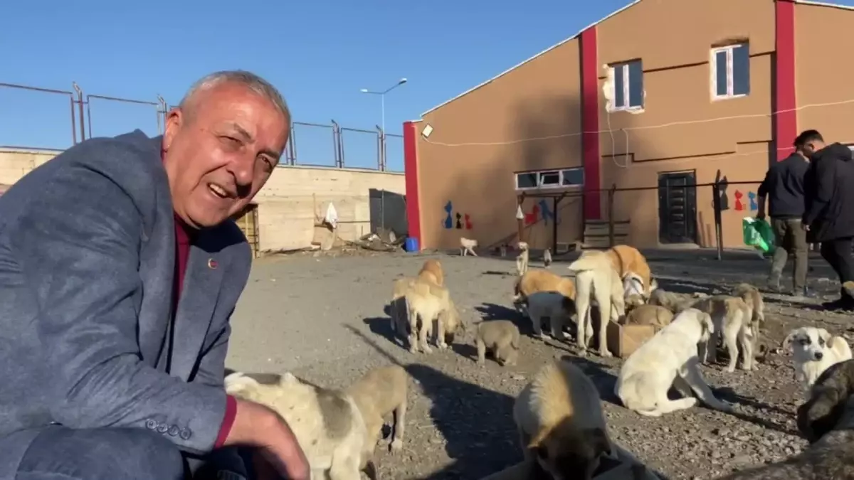 Göle Belediyesi Yeni Sokak Hayvanları Bakım Merkezi Açtı