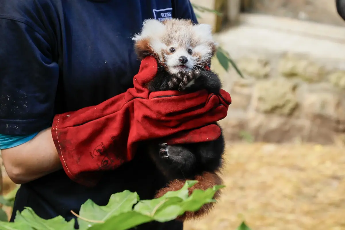 İskoçya\'da Kırmızı Panda Yavrusunun Ölümü