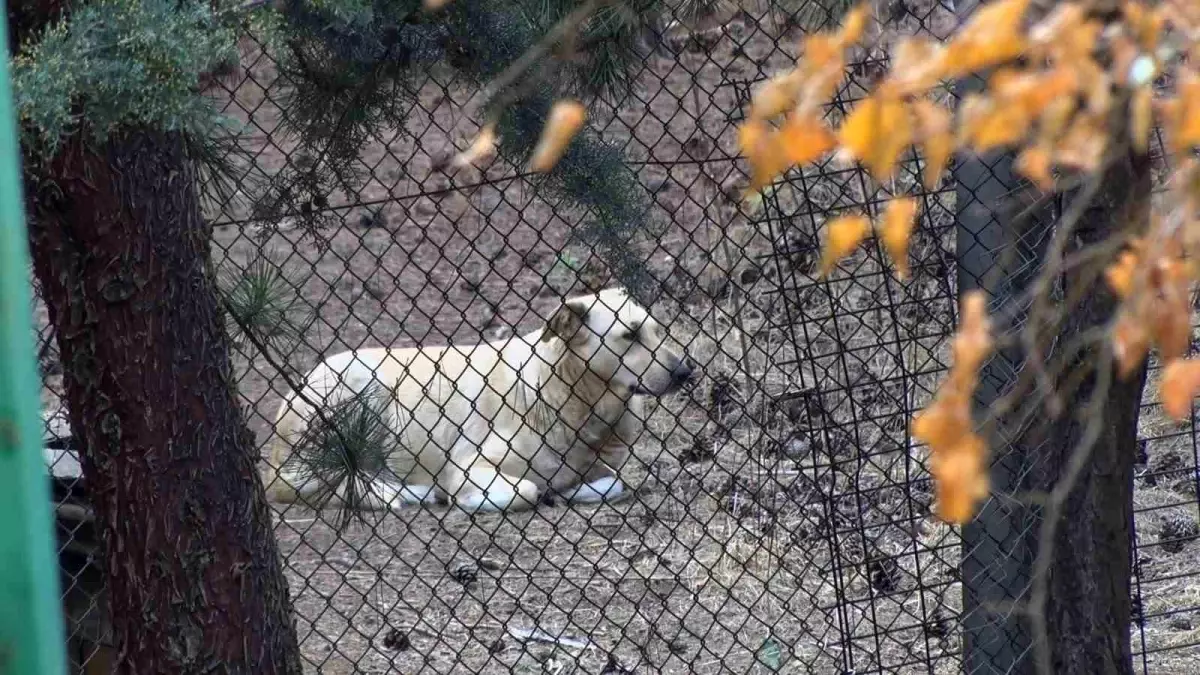 Köpek Saldırısı Mahallede Tedirginliğe Yol Açtı