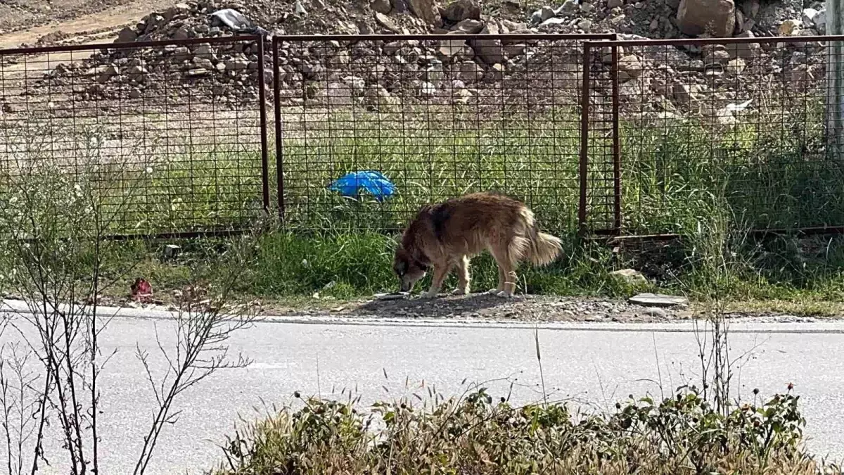 Öğrencilerden Sokak Hayvanlarına Mama Desteği