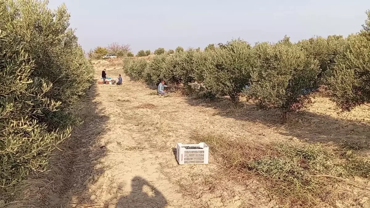 Emekli Çalışanlar Zeytin Bahçesinde