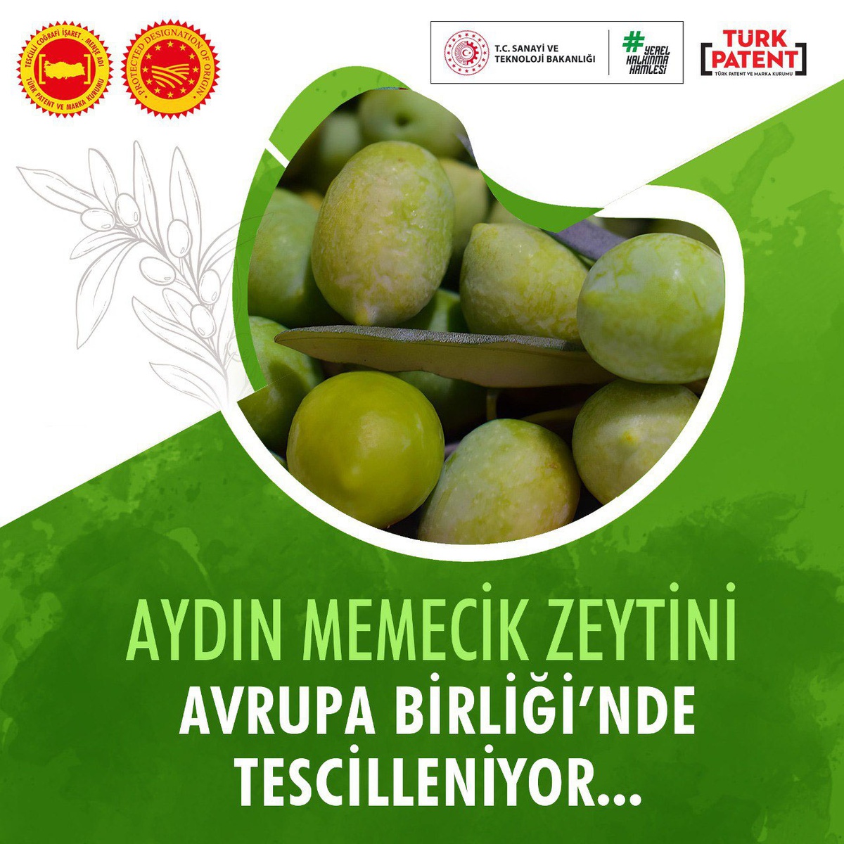Aydın Memecik Zeytini AB\'de Tescil Aşamasında