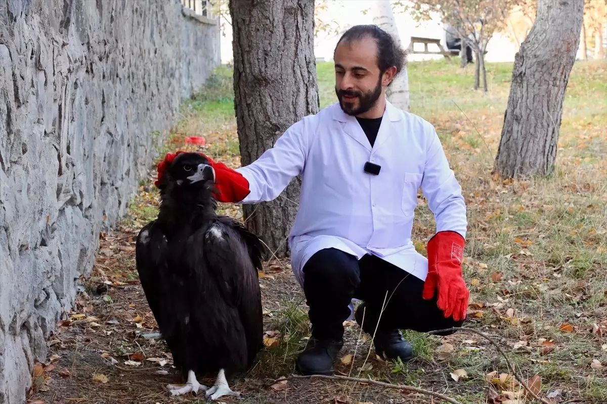 Yaralı Kara Akbaba Tedaviye Alındı