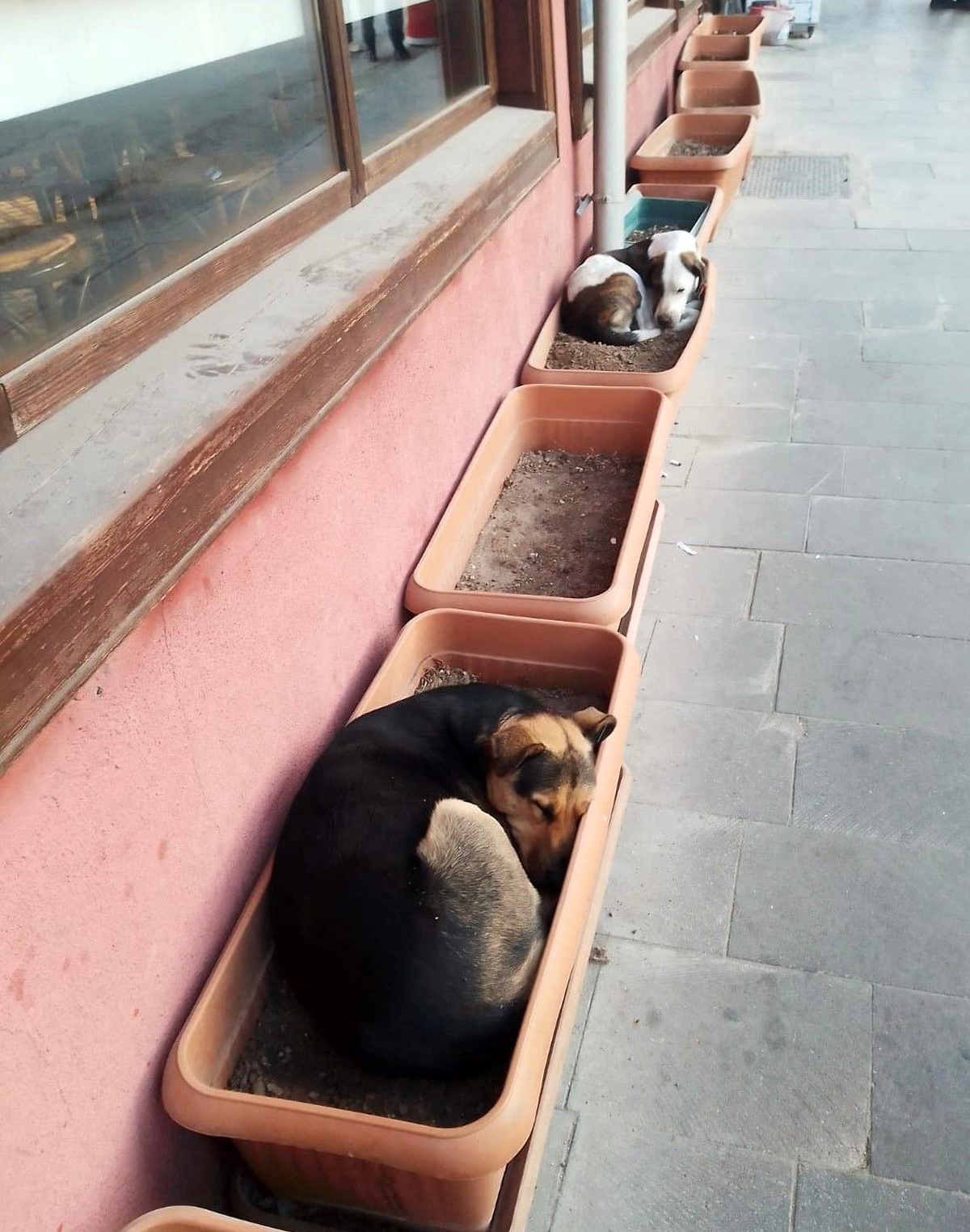 Sokak Köpekleri Saksılarda Dinleniyor