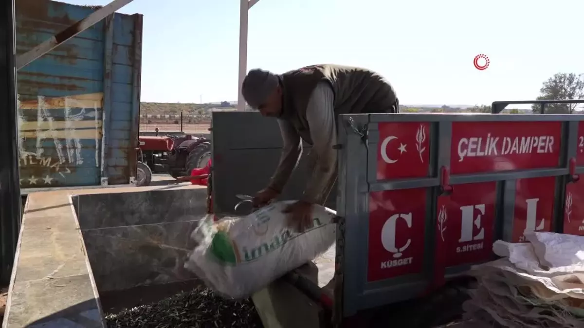 Gaziantep\'te Zeytinyağı Hasadı Başladı