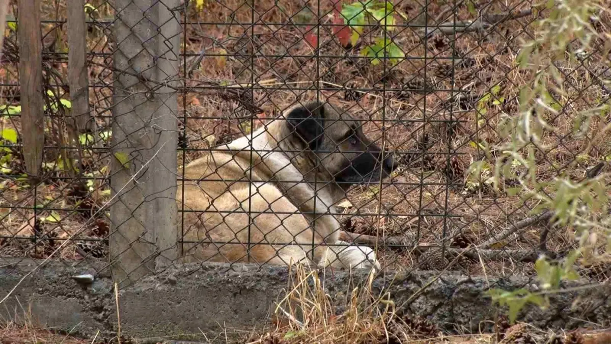 Ankara\'da Sokak Köpekleri Mahallede Tedirginliğe Neden Oluyor