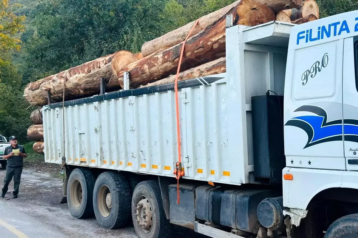 Bolu\'da Kaçak Göknar Ağaçları Operasyonu