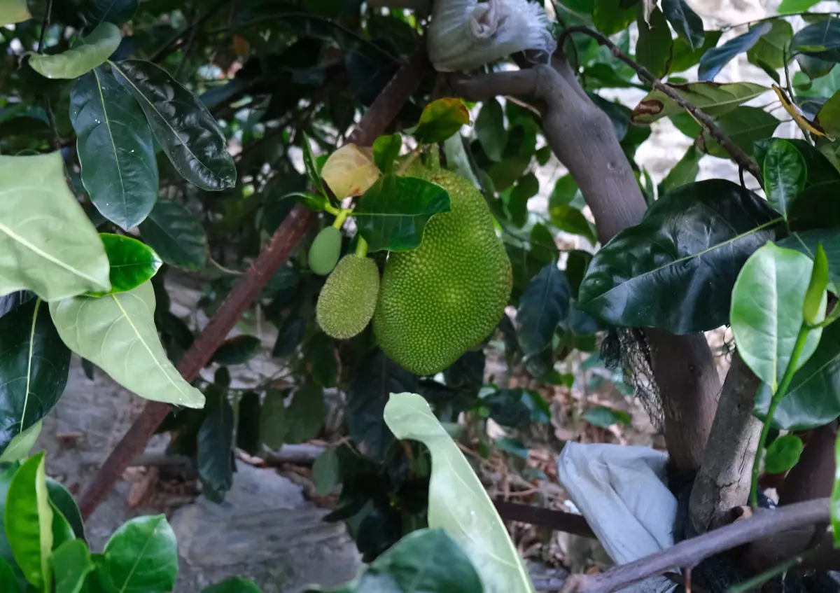 5 yıl önce Vietnam\'dan getirttiği jackfruit meyvesini Türkiye\'de yetiştirmeyi başardı