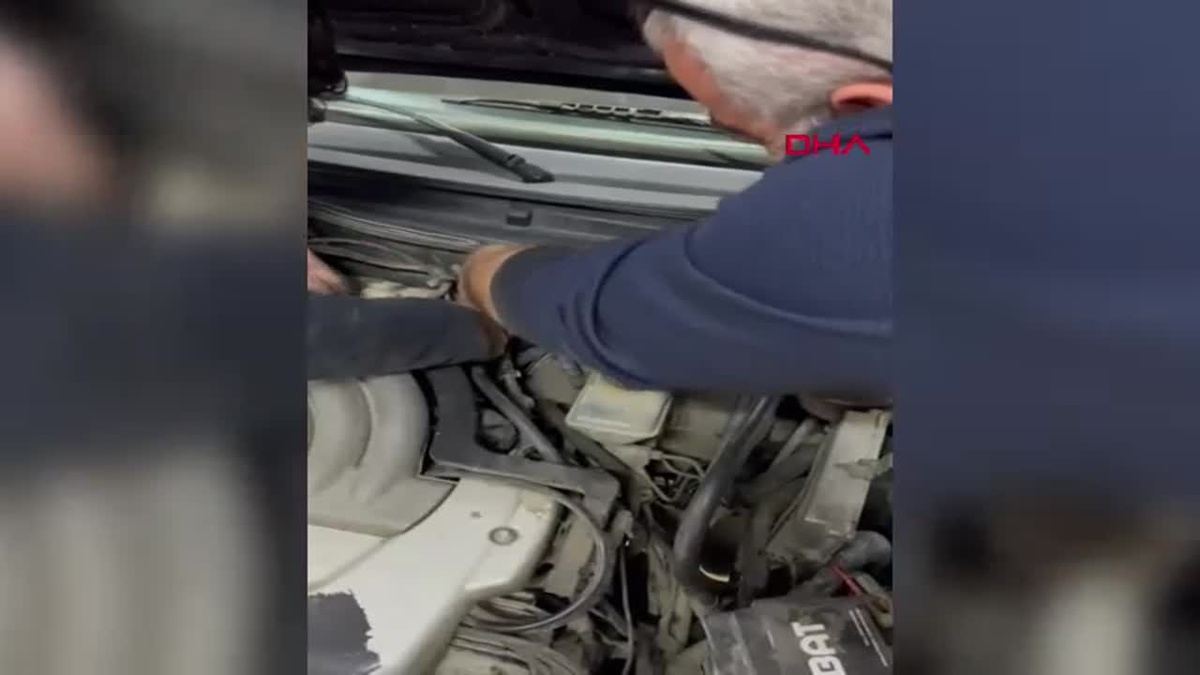 Kaybolan Kedi \'Leydi\', Otomobilin Kaputundan Çıktı