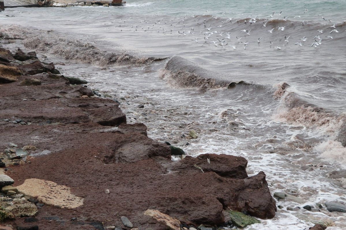 Tekirdağ\'da Kırmızı Yosun Alarmı Yok