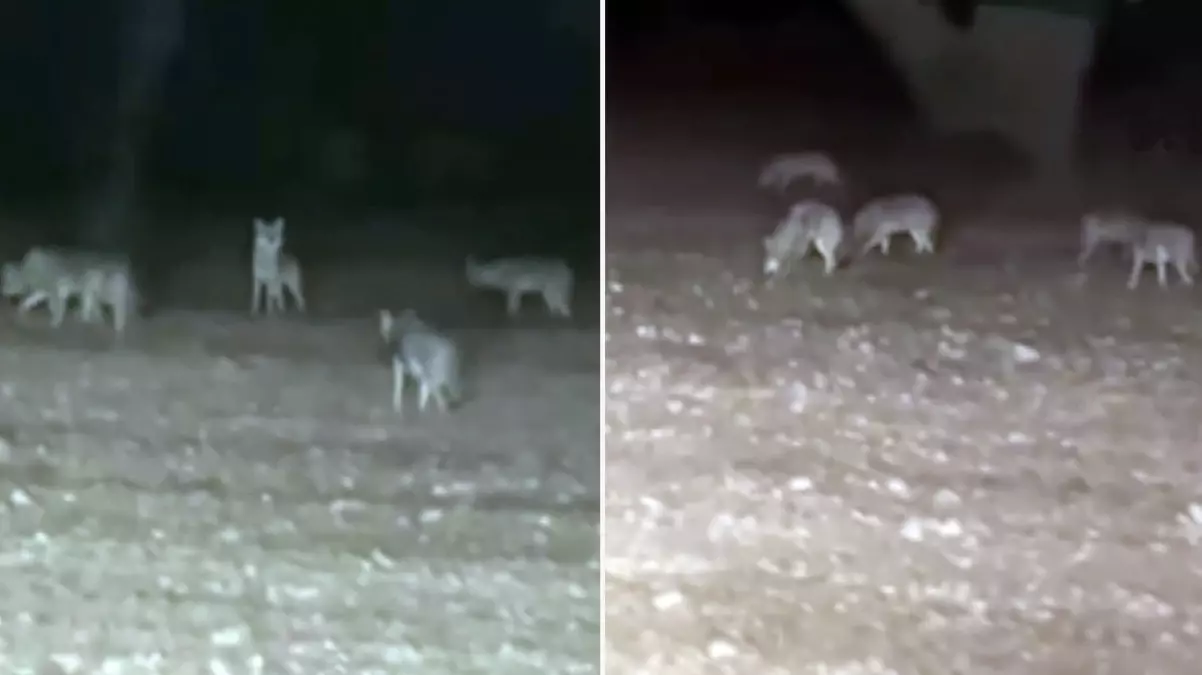 Tarlasını süren çiftçi, bir anda kurt sürüsünün arasında kaldı