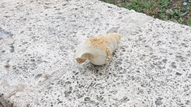 İstanbul'da hafriyat kazısı sırasında deniz minaresi fosili bulundu