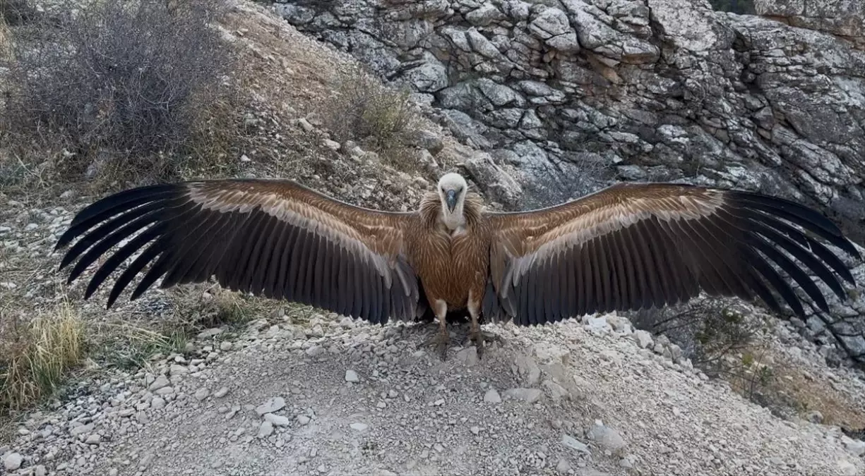 Yaralı Akbaba Sağlığına Kavuştu