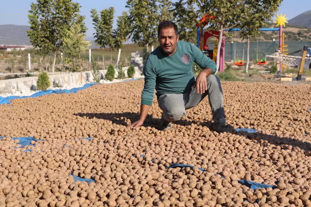 Denizli Ceviz Üretiminde Zirveye Yükseliyor