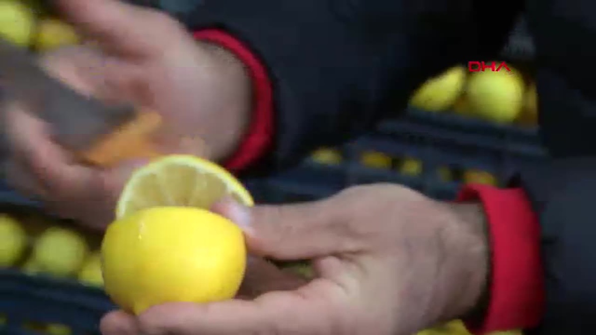 Adana\'da Limon Fiyatlarında Fahiş Artış: Üretici ve Esnaf Zarar Görüyor