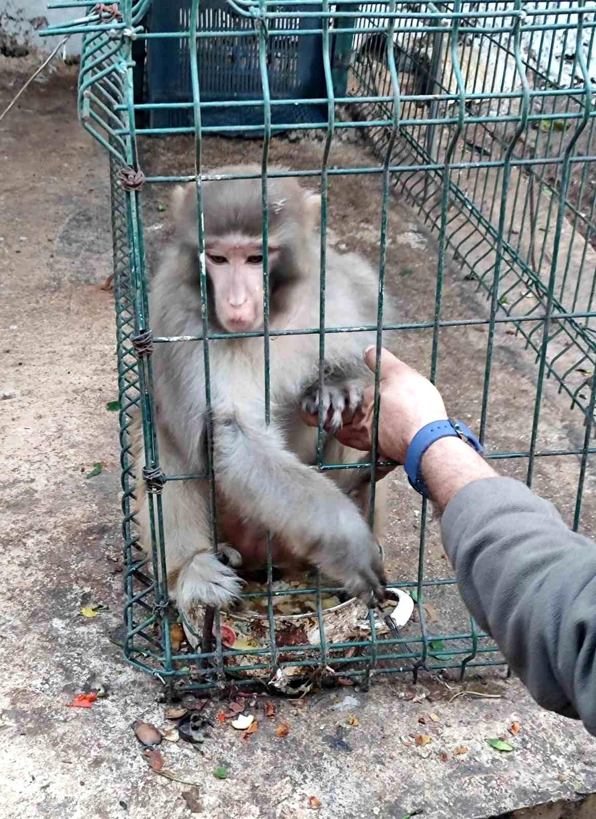 Antalya\'da İzinsiz Rhesus Maymunu Ele Geçirildi