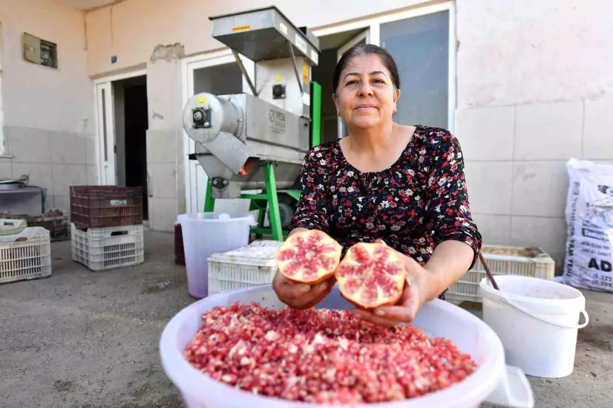 Mersin\'de Üreticilere Nar Taneleme Makinesi Desteği