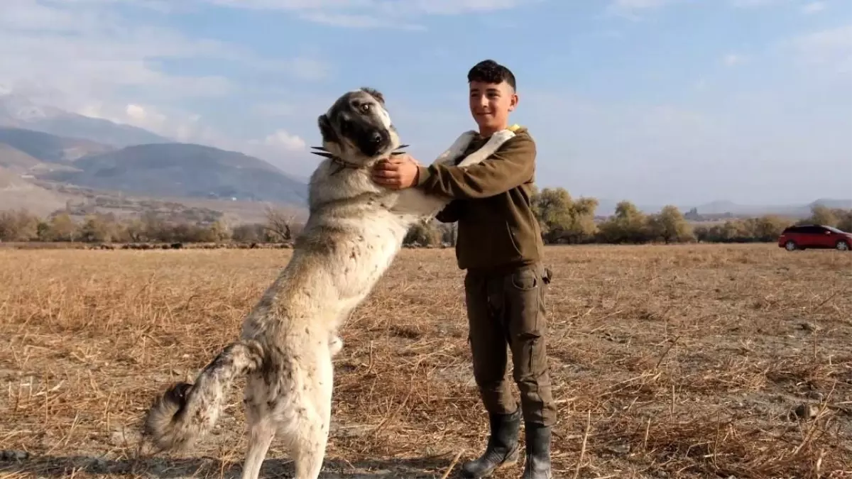 Çoban Köpeklerinin Önemi