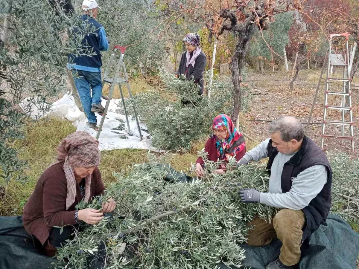 Sarıcakaya\'da Zeytin Hasadı Rekor Kırdı