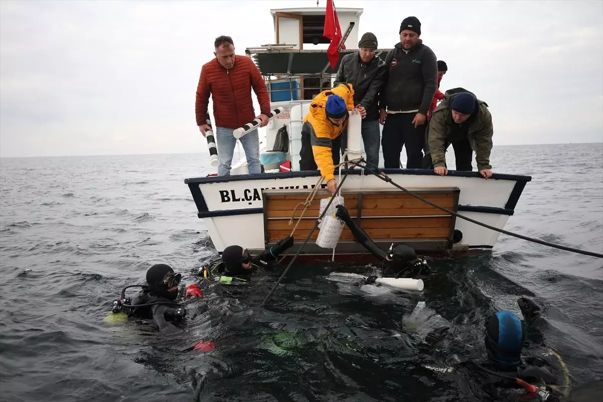 Istakozlar, HMS Majestic Batığı\'na Salındı