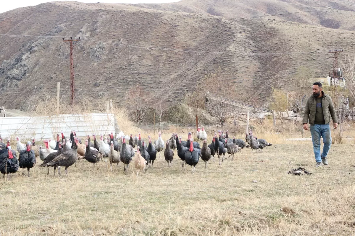 Hakkari\'de Yılbaşı İçin Hindi Satışı Başladı