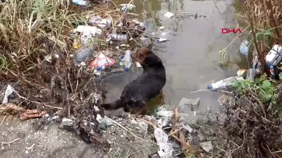 Hatay\'da Su Tahliye Borusuna Sıkışan Yavru Köpekler Kurtarıldı