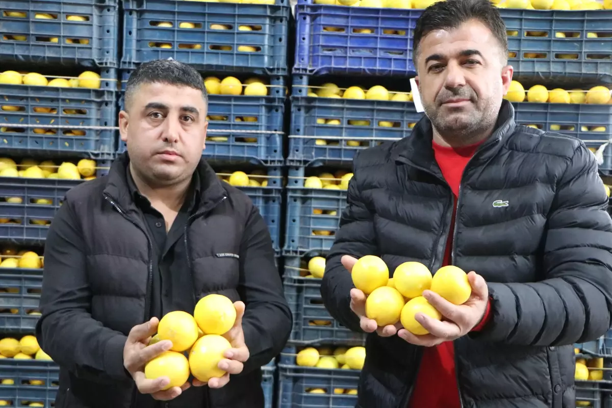 Adana\'da Limon Fiyatları Uçtu: Üretici ve Tüketici Mağdur