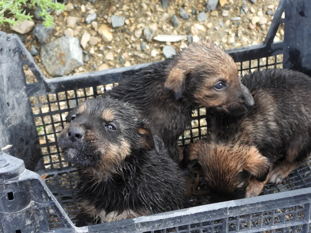 Samandağ\'da Yavru Köpekler Su Tahliye Borusundan Kurtarıldı