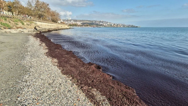 Tekirdağ kıyıları kırmızı renge büründü