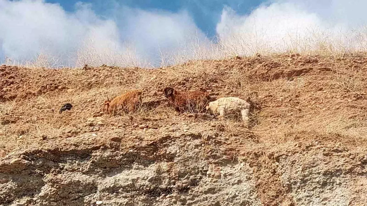 Diyarbakır\'da Mahsur Kalan 3 Keçi İtfaiye Ekipleri Tarafından Kurtarıldı