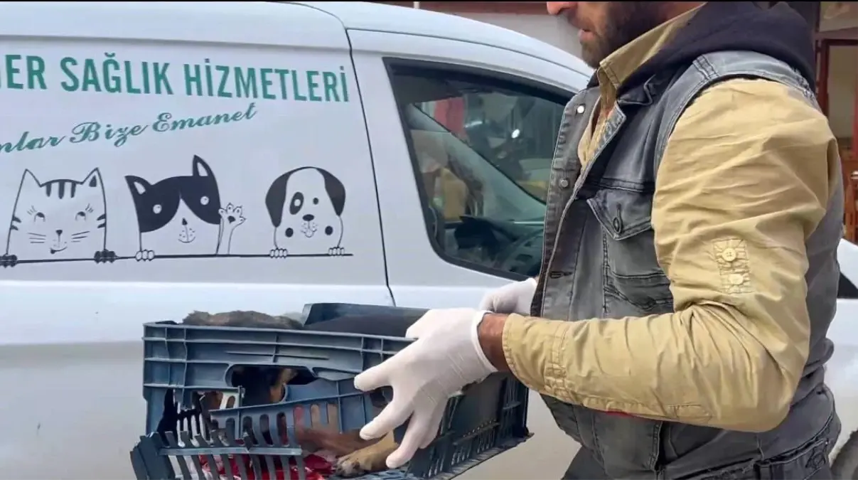 Zabıta, Yaralı Köpeğe Sahip Çıktı