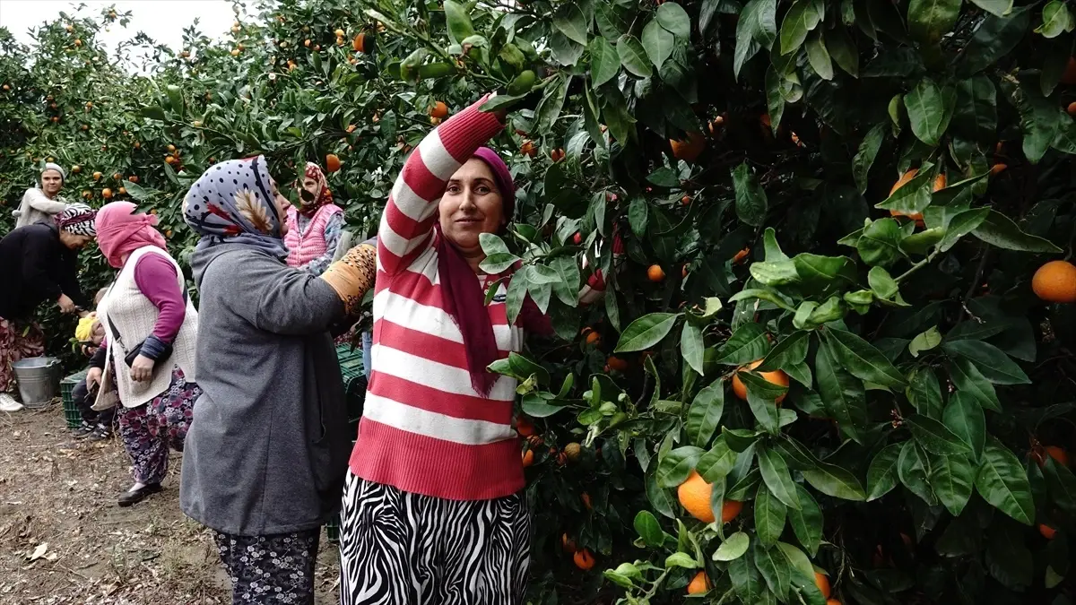 Havran Mandalinasında 20 Bin Ton Rekolte Bekleniyor