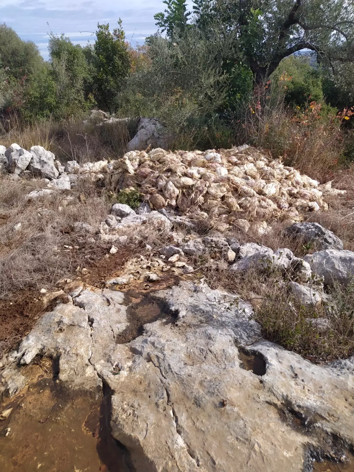 Mersin\'de Boş Arazide Yüzlerce Ölü Tavuk Bulundu