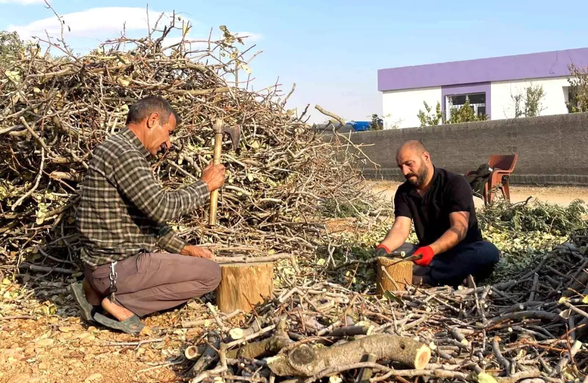 Fıstık Dalları Kış Yakacağı