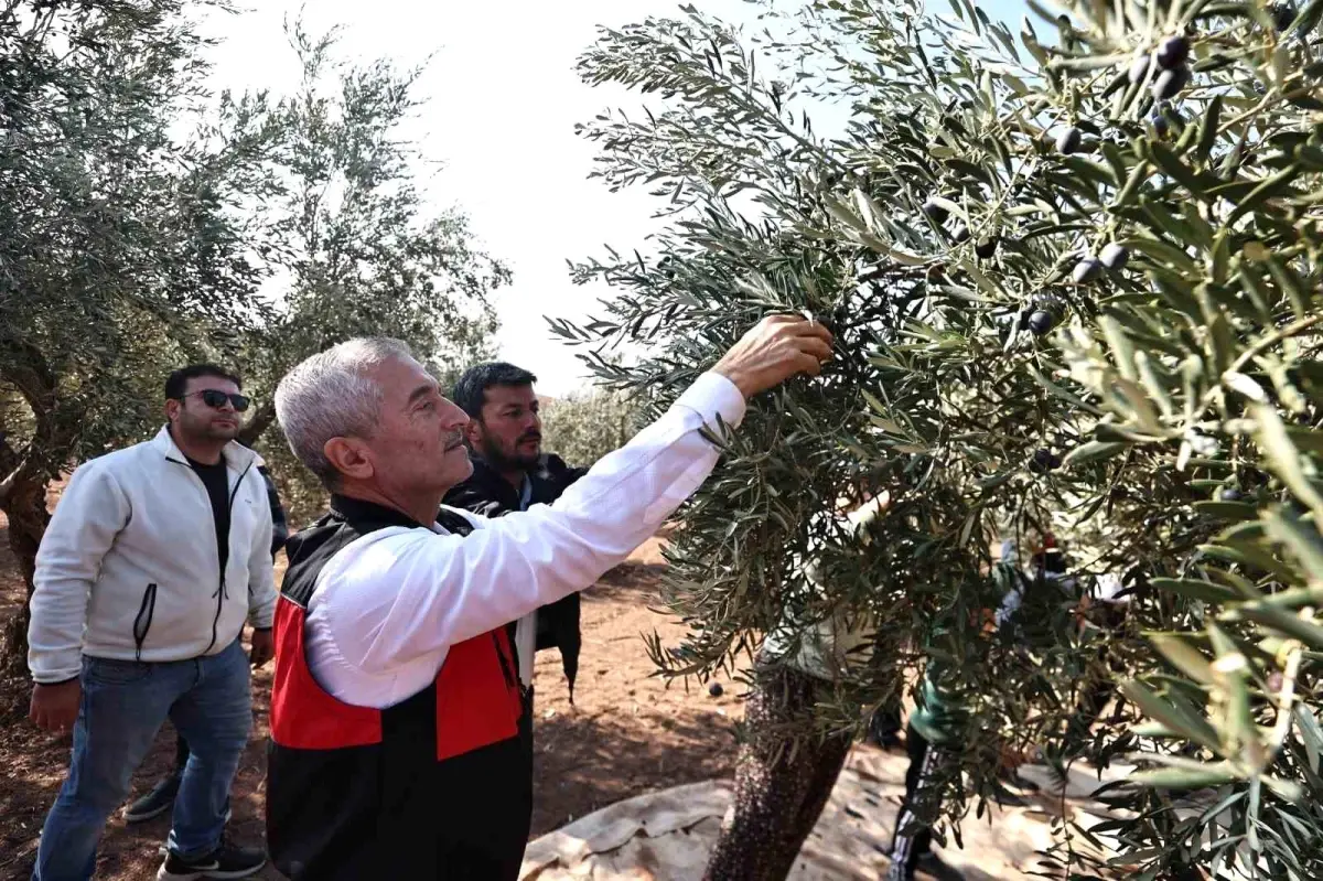 Başkan Tahmazoğlu, Damlacık Köyü\'nde Zeytin Hasadına Katıldı