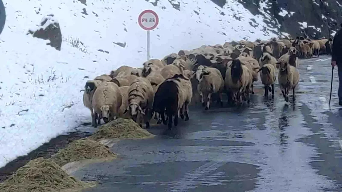 Çatak\'ta Besicilerin Kış Mücadelesi