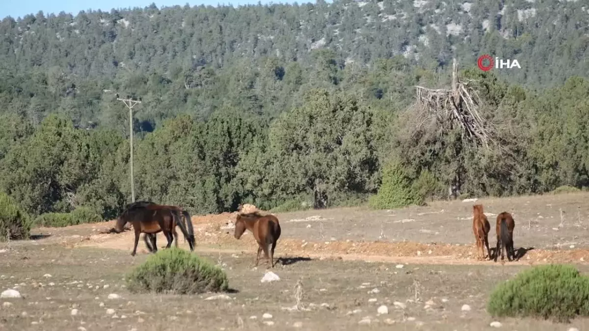 Antik Kentte Yılkı Atları Görsel Şölen Sunuyor